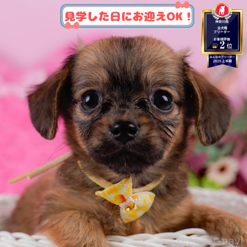 成約済の神奈川県のチワックス:チワワ×ミニチュアダックスフンド-401509の1枚目