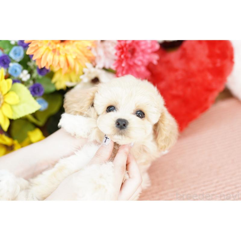 販売中の埼玉県のミックス犬-402052の5枚目