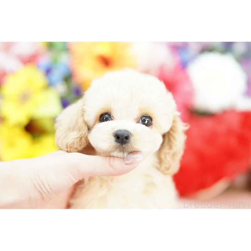 販売中の埼玉県のミックス犬-402052の4枚目