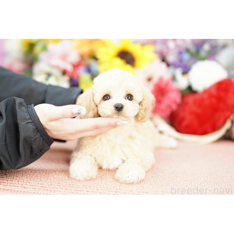 販売中の埼玉県のミックス犬-402052の3枚目