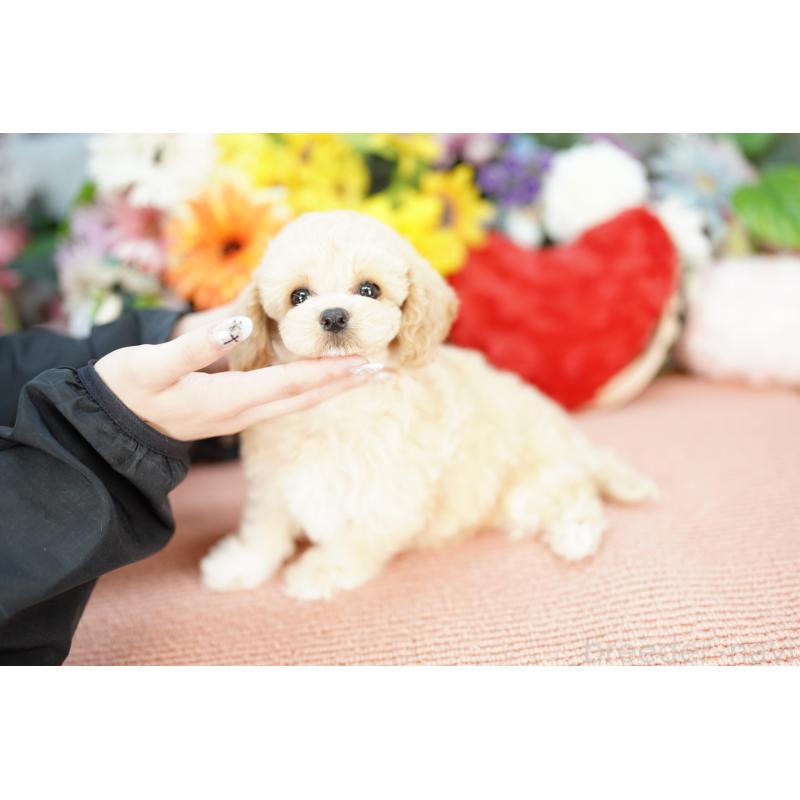 販売中の埼玉県のミックス犬-402052の2枚目