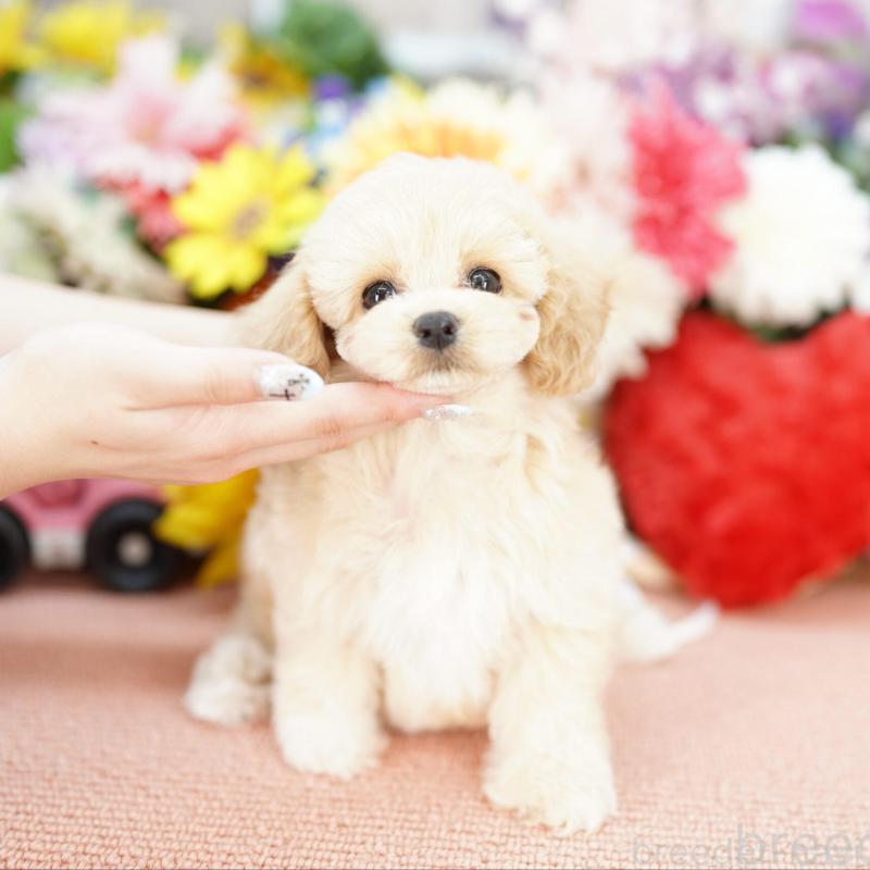 販売中の埼玉県のミックス犬-402052の1枚目