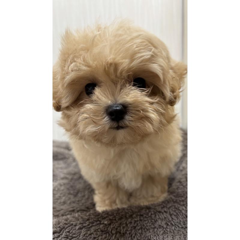 販売中の沖縄県のミックス犬-394899の6枚目