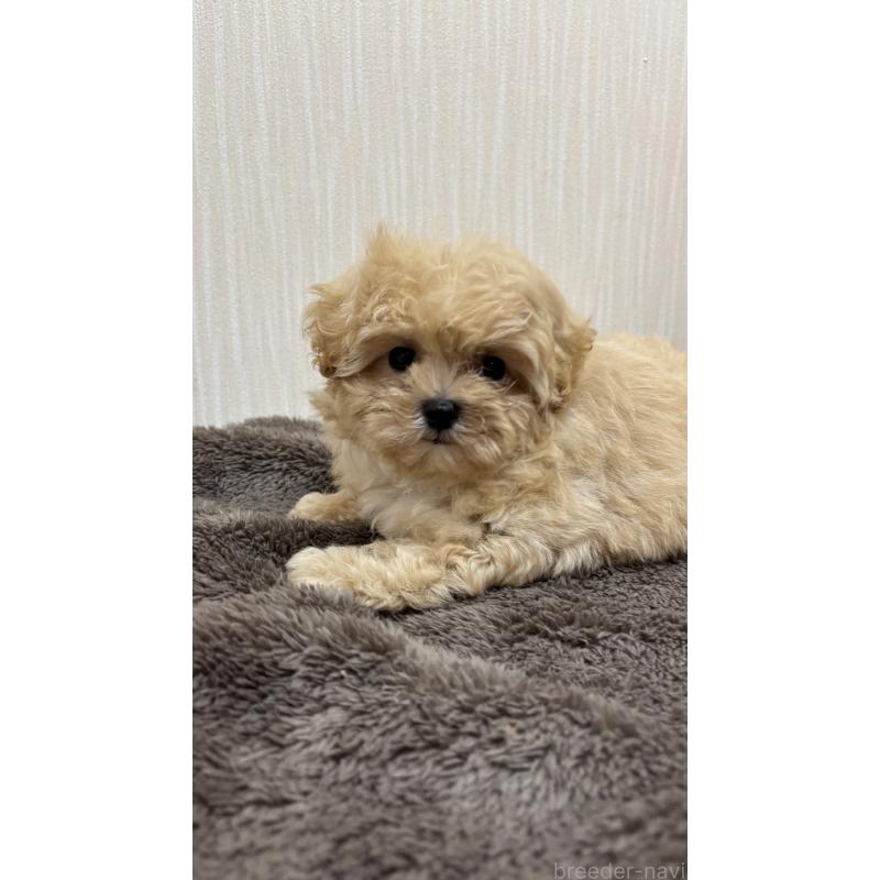 販売中の沖縄県のミックス犬-394899の5枚目