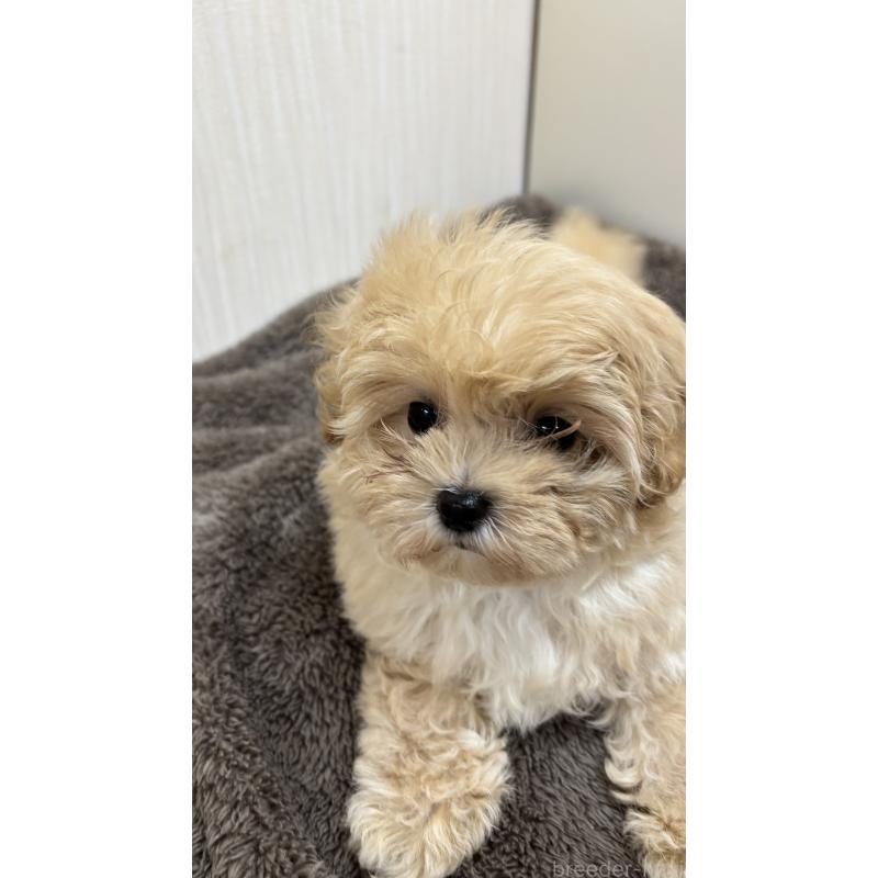 販売中の沖縄県のミックス犬-394899の4枚目