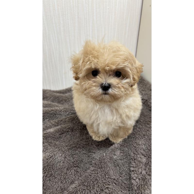 販売中の沖縄県のミックス犬-394899の3枚目