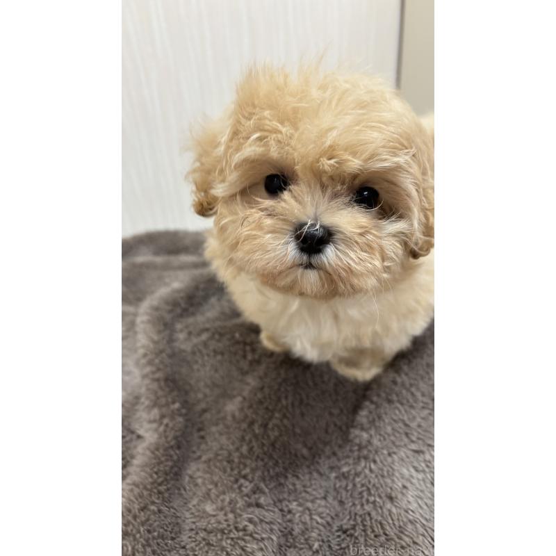 販売中の沖縄県のミックス犬-394899の2枚目