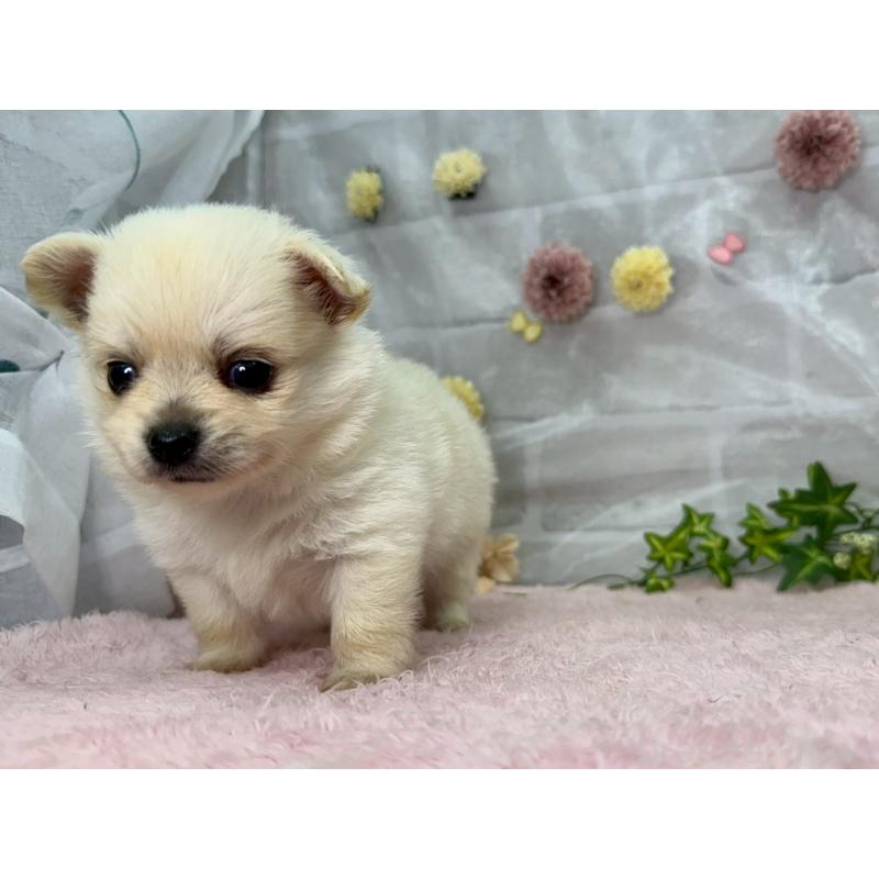 販売中の三重県のポメチワ:ポメラニアン×チワワ-402065の3枚目