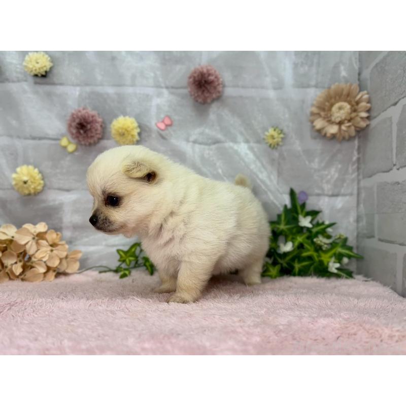 販売中の三重県のポメチワ:ポメラニアン×チワワ-402065の2枚目