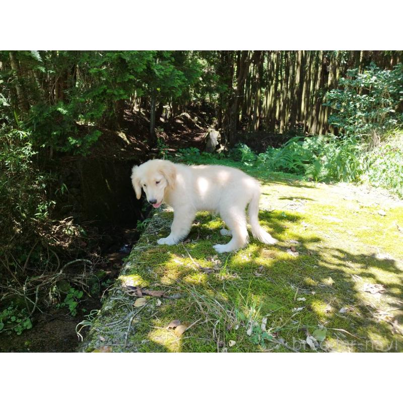 販売中の三重県のゴールデンレトリーバー-391062の4枚目