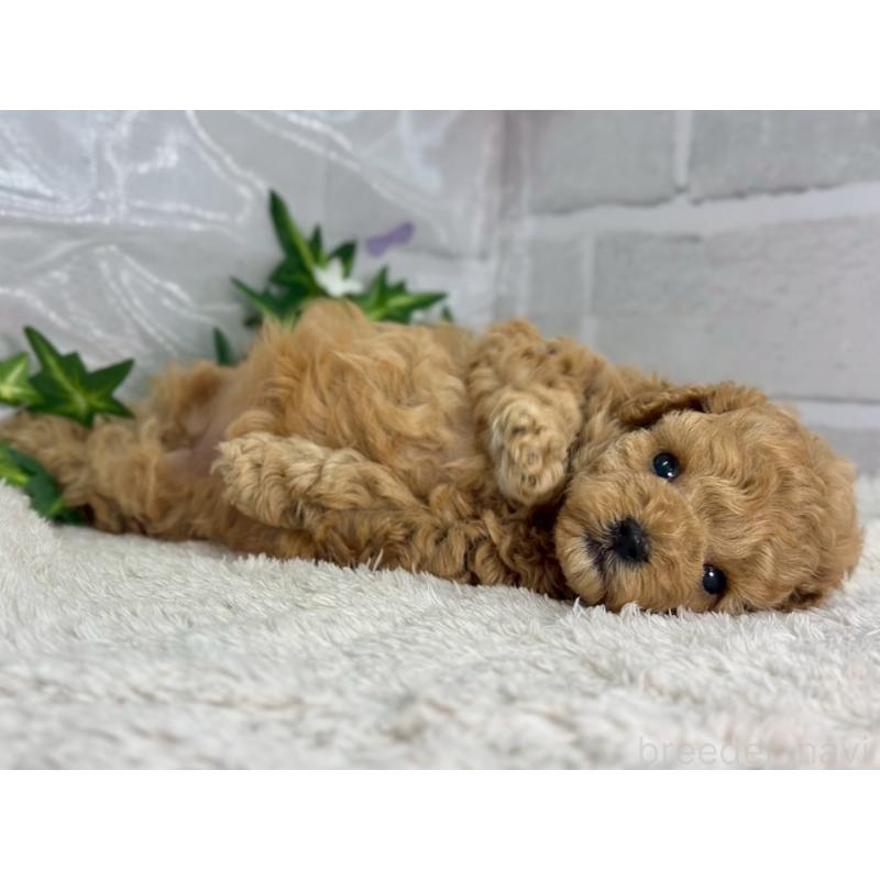 販売中の三重県のトイプードル-402069の3枚目