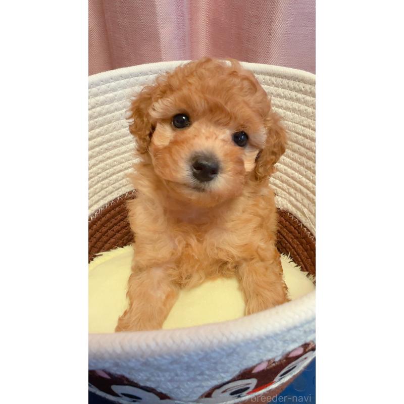 販売中の千葉県のトイプードル-402071