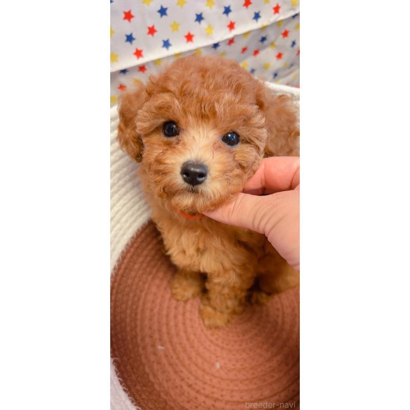 販売中の千葉県のトイプードル-402073の2枚目