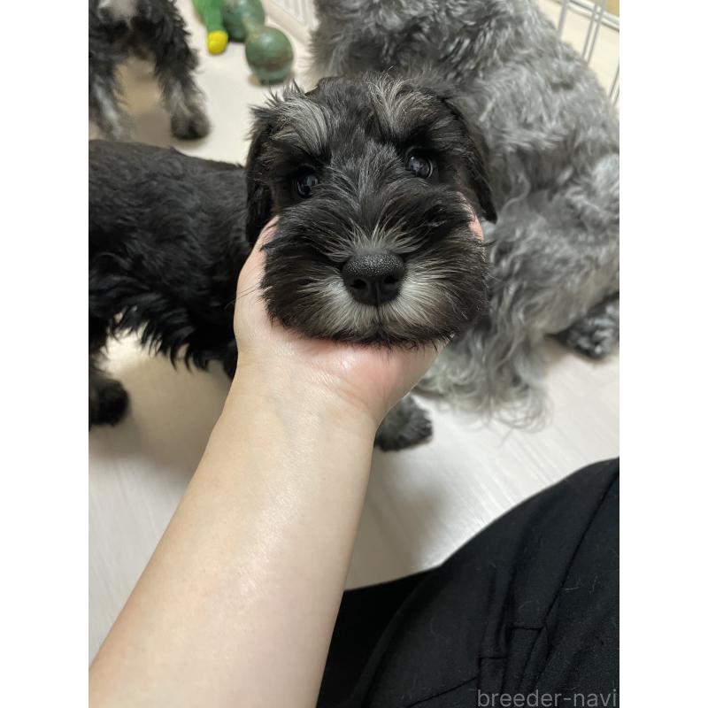 成約済の愛知県のミニチュアシュナウザー-399597の4枚目