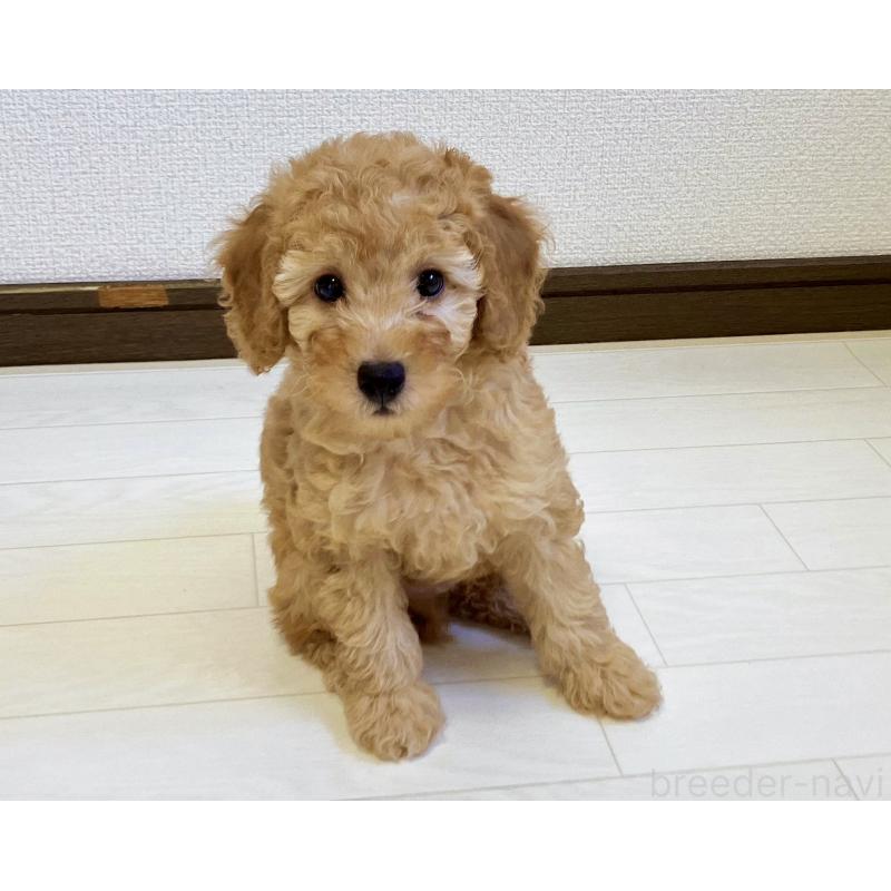 販売中の福岡県のミニチュアプードル-392212の15枚目
