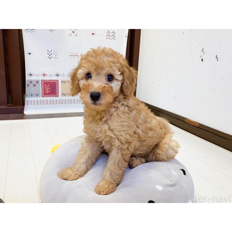 販売中の福岡県のミニチュアプードル-392212の14枚目