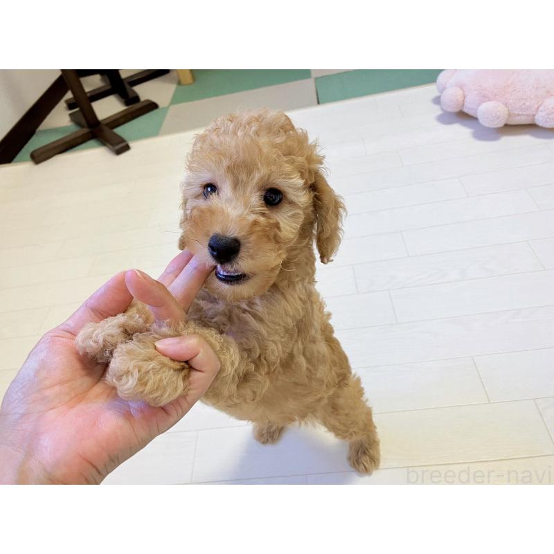 販売中の福岡県のミニチュアプードル-392212の6枚目