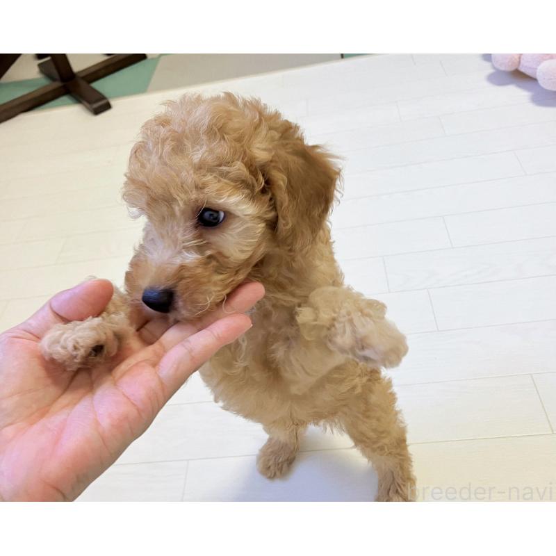販売中の福岡県のミニチュアプードル-392212の5枚目