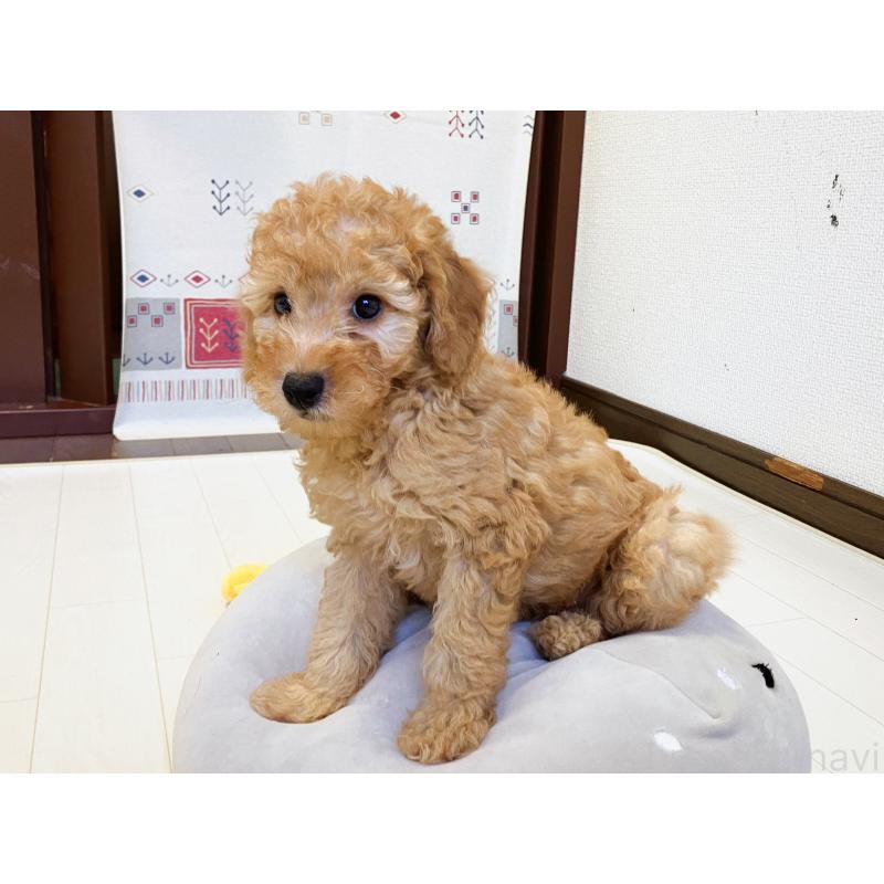 販売中の福岡県のミニチュアプードル-392212の4枚目