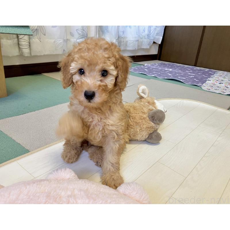 販売中の福岡県のミニチュアプードル-392212の3枚目