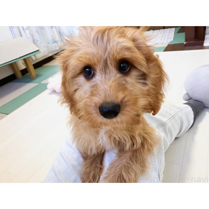 販売中の福岡県のキャバプー:キャバリア×トイプードル-383927の12枚目