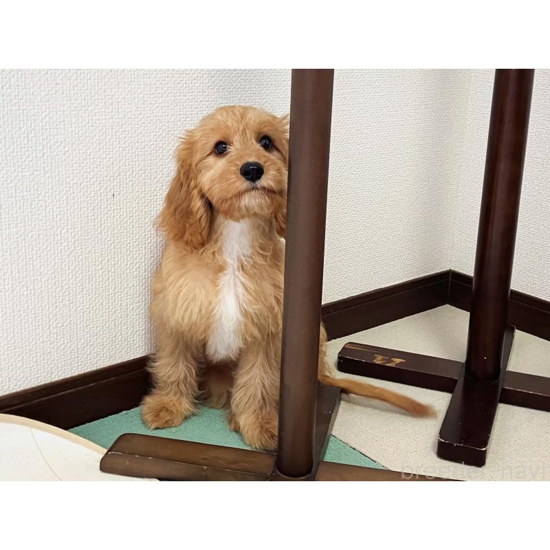 販売中の福岡県のキャバプー:キャバリア×トイプードル-383927の9枚目