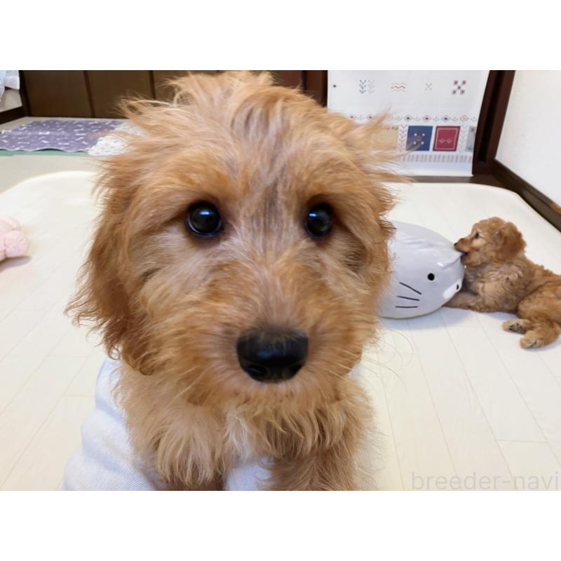 販売中の福岡県のキャバプー:キャバリア×トイプードル-383927の7枚目
