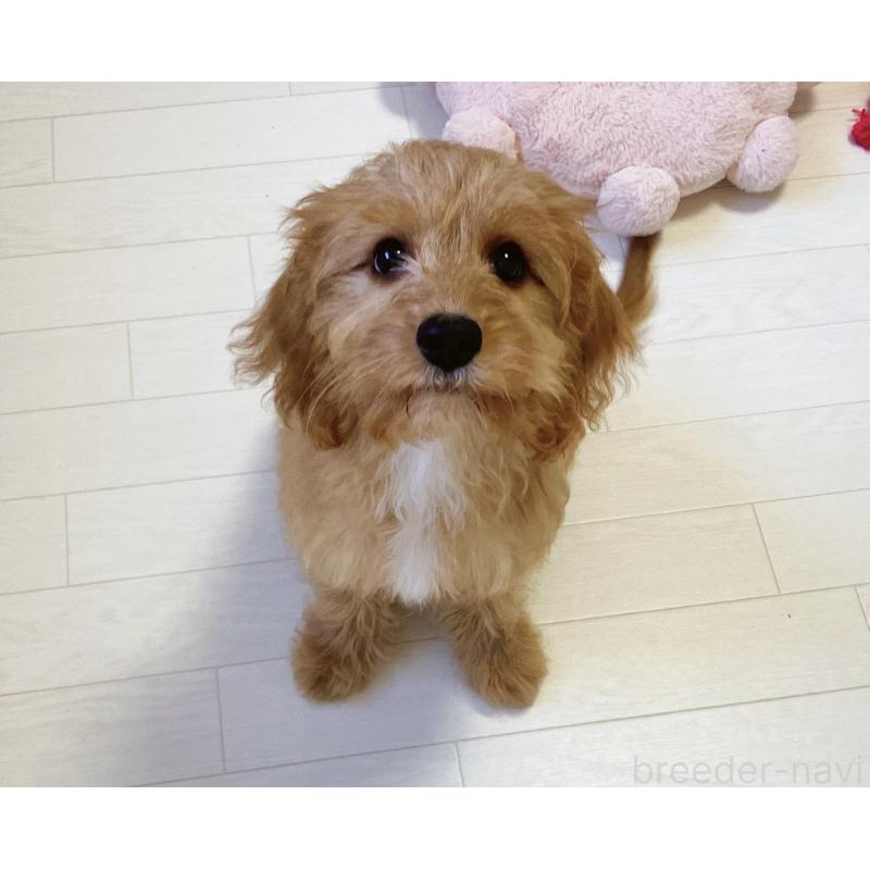 販売中の福岡県のキャバプー:キャバリア×トイプードル-383927の6枚目