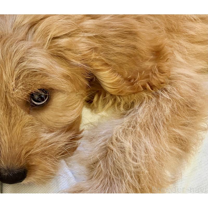販売中の福岡県のキャバプー:キャバリア×トイプードル-383927の5枚目