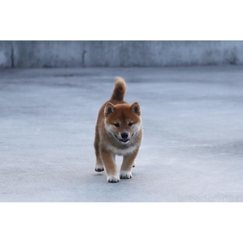 販売中の愛媛県の柴犬-402096の13枚目
