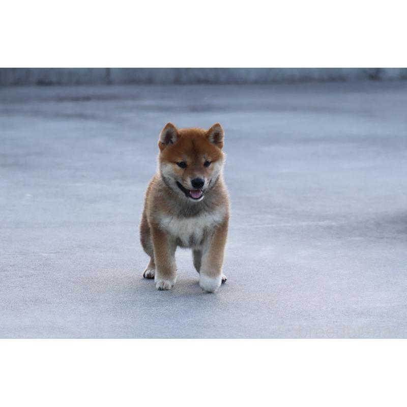 販売中の愛媛県の柴犬-402096の12枚目