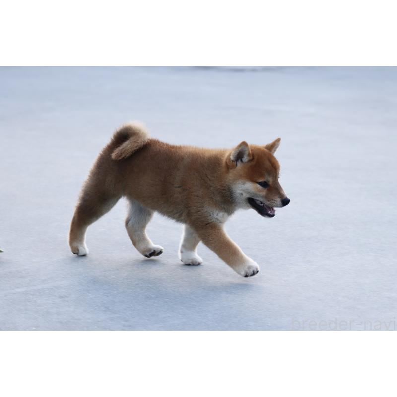 販売中の愛媛県の柴犬-402096の11枚目