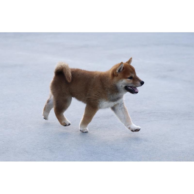 販売中の愛媛県の柴犬-402096の10枚目