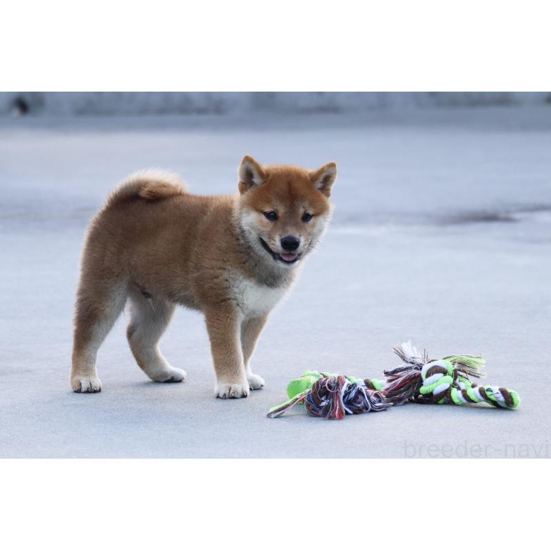 販売中の愛媛県の柴犬-402096の9枚目