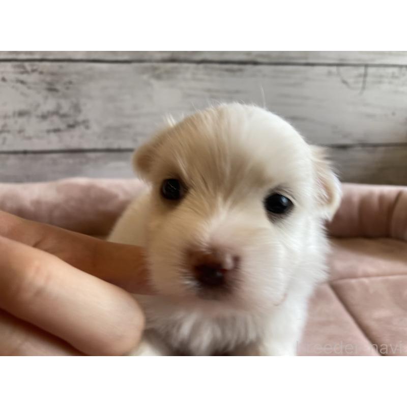 販売中の北海道のミックス犬-402092の5枚目