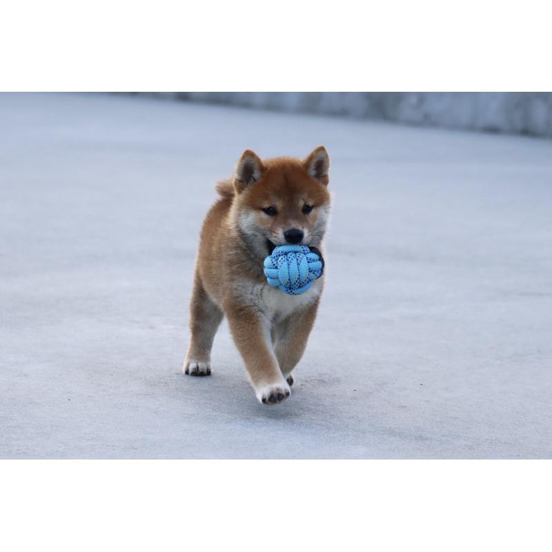 販売中の愛媛県の柴犬-402096の8枚目
