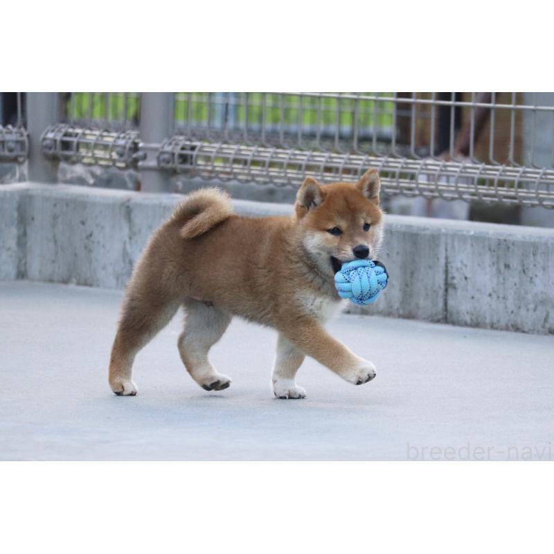 販売中の愛媛県の柴犬-402096の7枚目