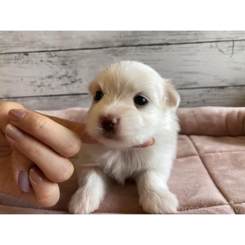 販売中の北海道のミックス犬-402092の4枚目