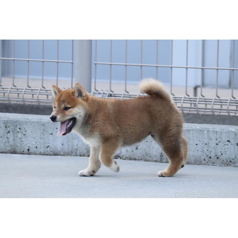 販売中の愛媛県の柴犬-402096の6枚目