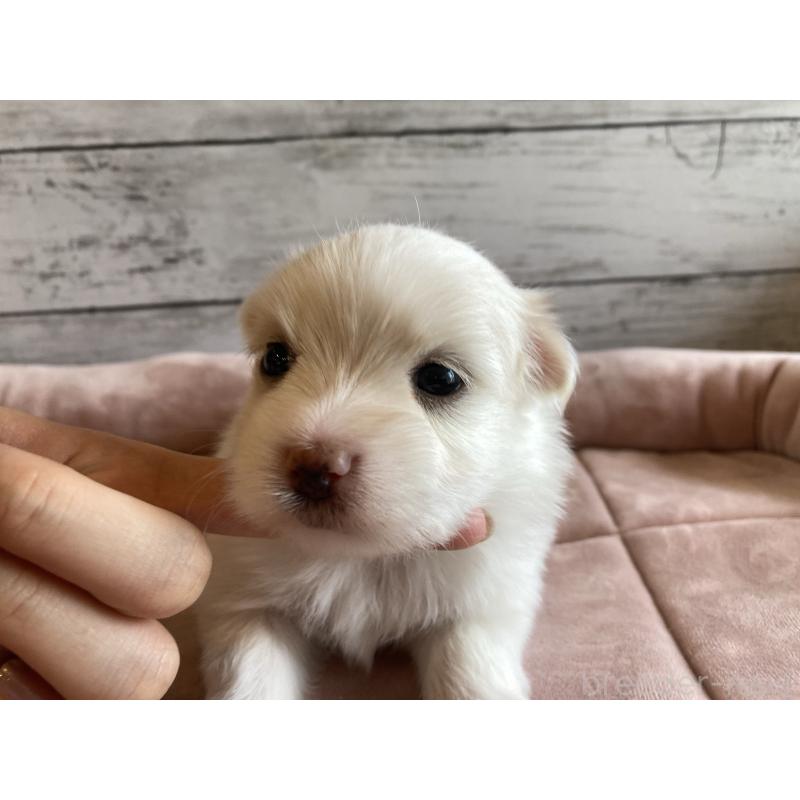 販売中の北海道のミックス犬-402092の3枚目
