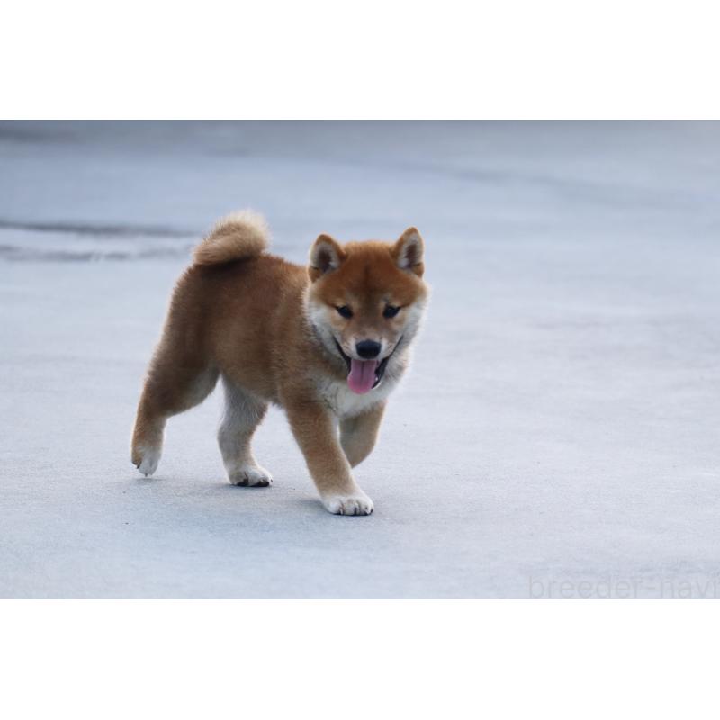 販売中の愛媛県の柴犬-402096の5枚目