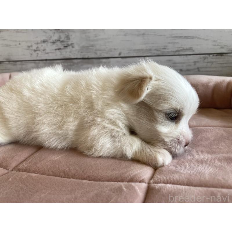 販売中の北海道のミックス犬-402092の2枚目