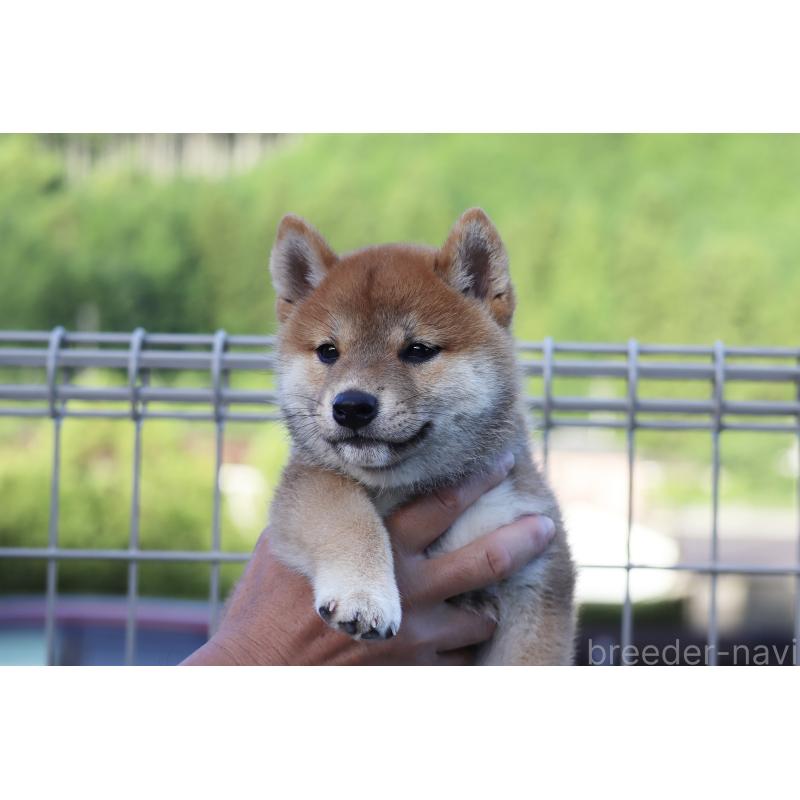 販売中の愛媛県の柴犬-402096の4枚目