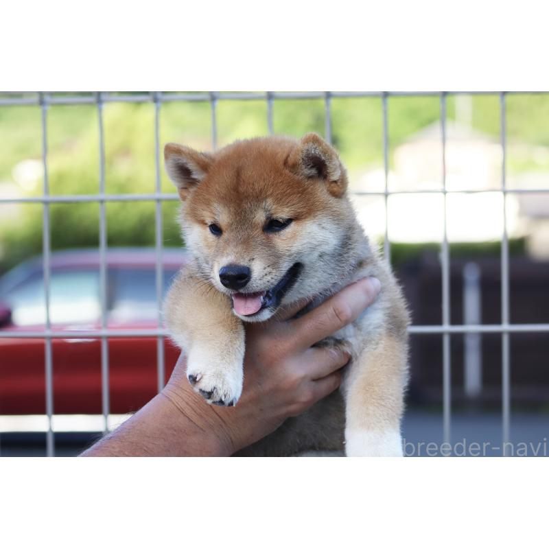 販売中の愛媛県の柴犬-402096の3枚目
