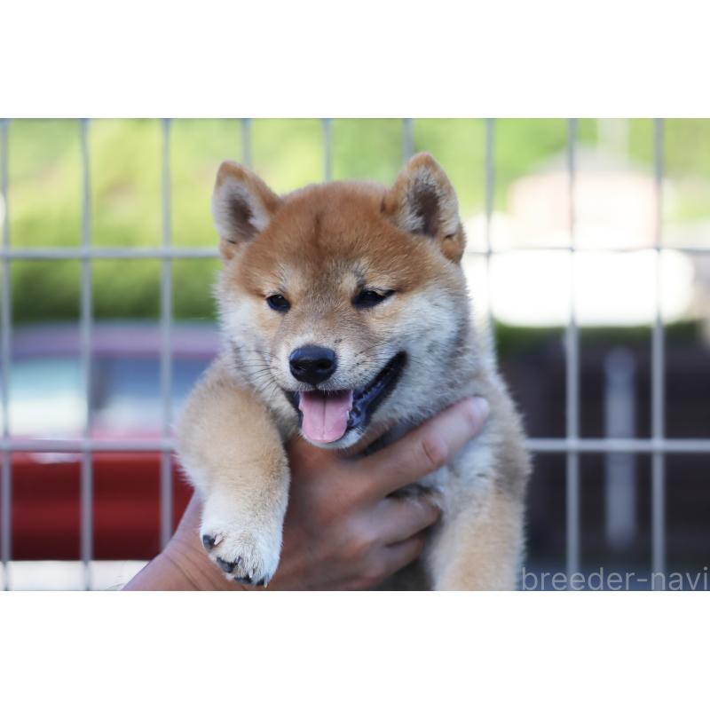 販売中の愛媛県の柴犬-402096の2枚目