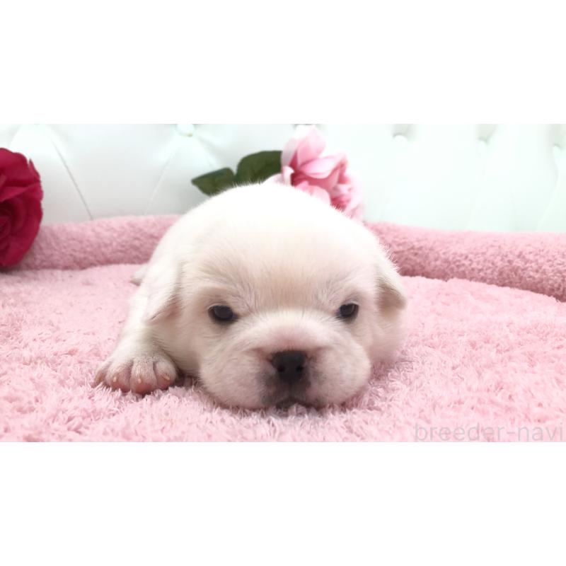 販売中の埼玉県のミックス犬-402095