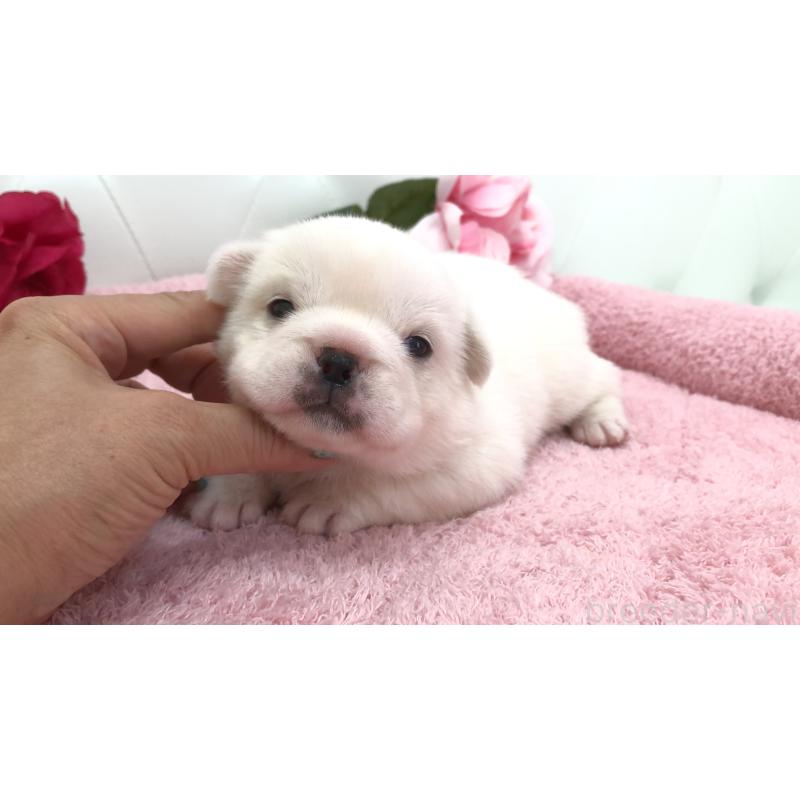 販売中の埼玉県のミックス犬-402095の8枚目