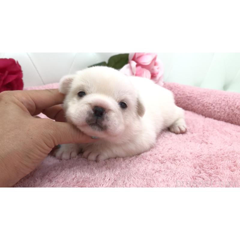 販売中の埼玉県のミックス犬-402095の7枚目