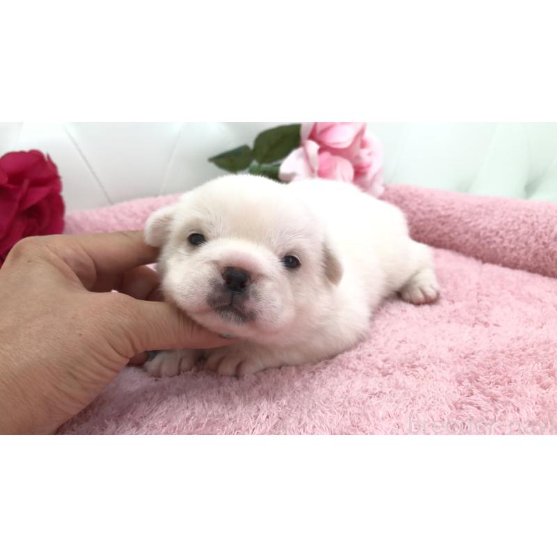 販売中の埼玉県のミックス犬-402095の6枚目