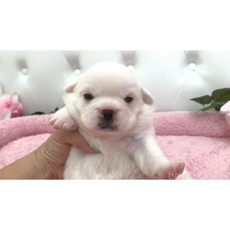 販売中の埼玉県のミックス犬-402095の5枚目